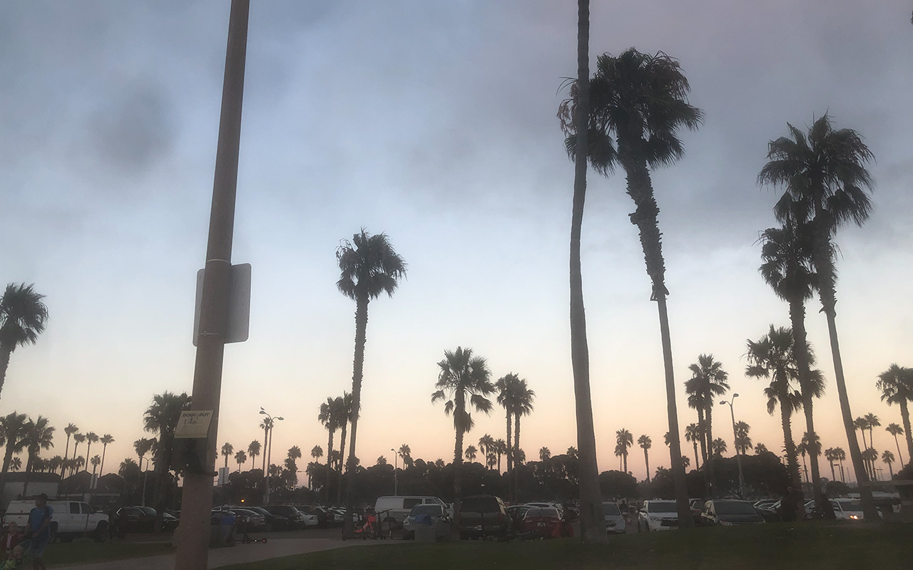 California palm trees