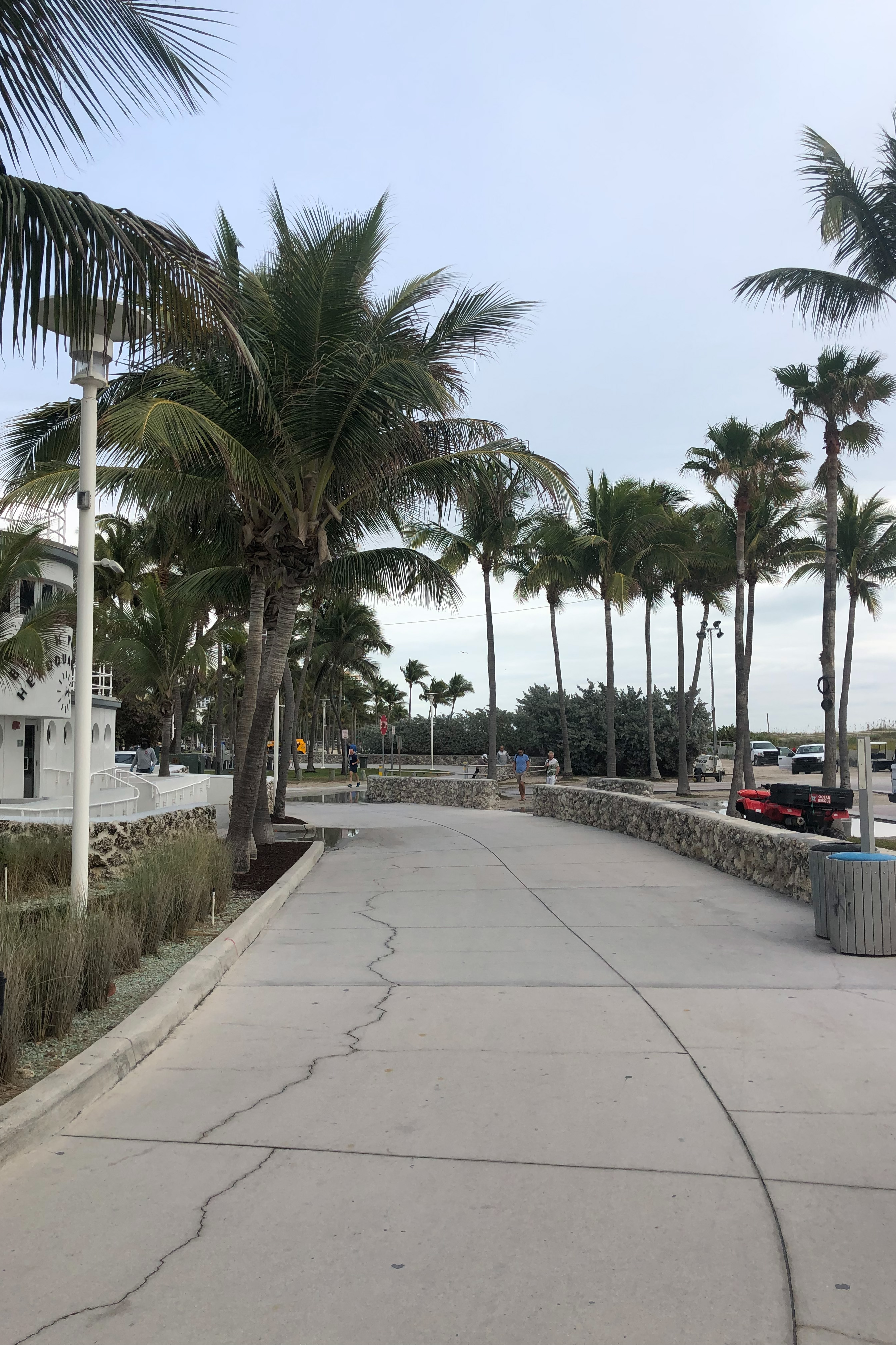 Miami palm trees